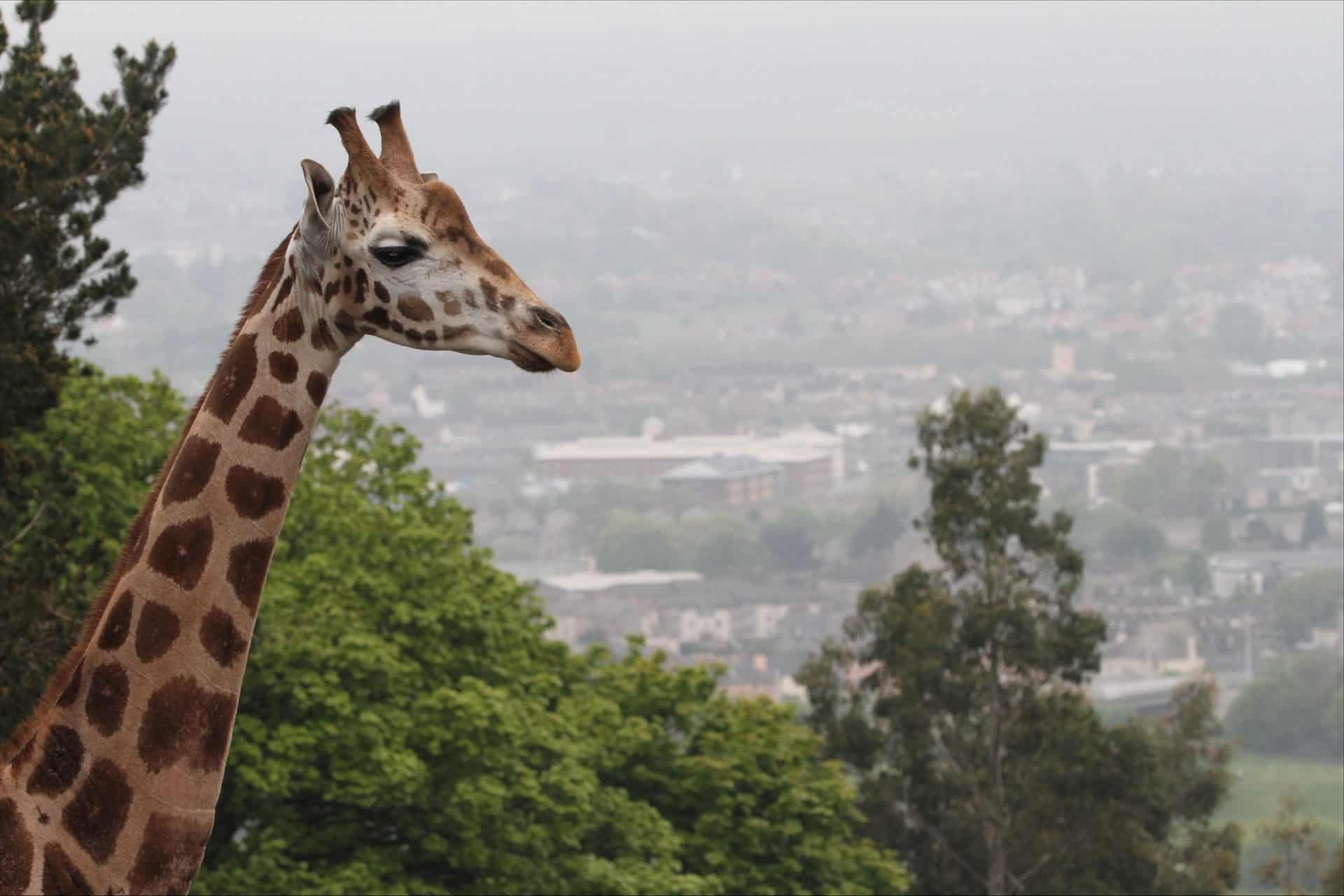 Edinburgh Zoo's giraffe, Arrow